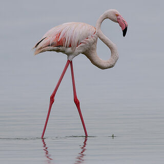 Soysambu - Greater flamingo